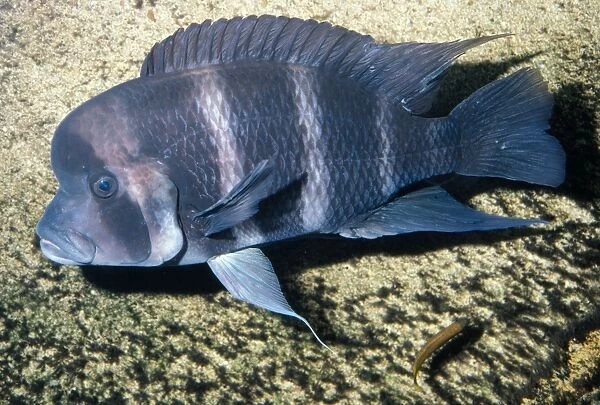 Cichlid Fish Endemic, Lake Tariganyika, Africa