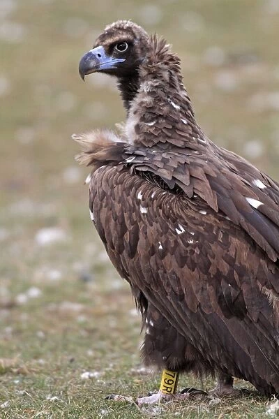 Cinereous  /  Black Vulture  /  Monk Vulture  /  Eurasian Black Vulture. Pyrenees - Spain