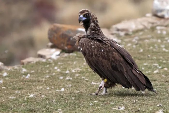 Framed Print : Cinereous  /  Black Vulture  /  Monk Vulture  /  Eurasian Black Vulture. Pyrenees - Spain