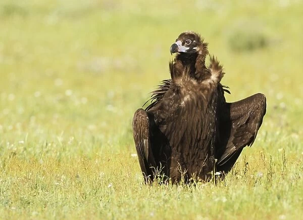 Cinereous Vulture - in field