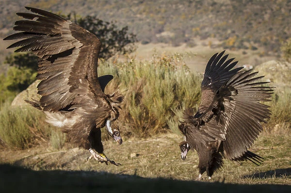 Cinereous Vulture - fighting - Castile and Leon, Spain