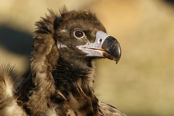 Cinereous Vulture - portrait - Castile and Leon, Spain