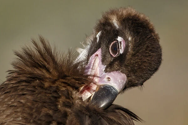 Cinereous Vulture - preening plumage - Castile