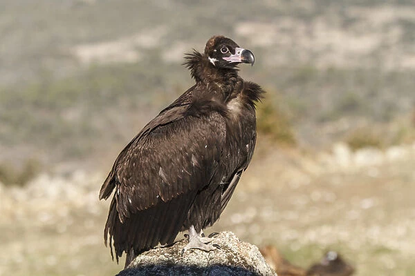 Cinereous Vulture -resting on rocks - Castile