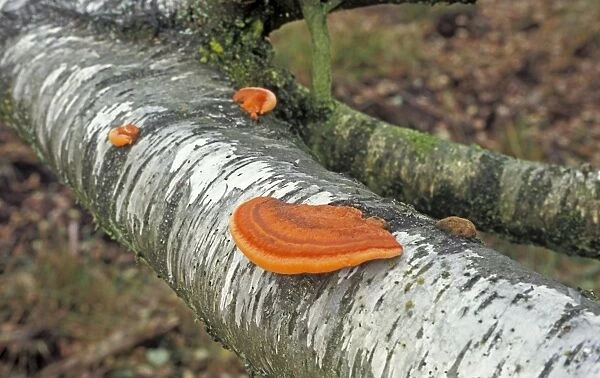 Cinnabar Bracket Fungi - On Birch - The Netherlands, Overijssel