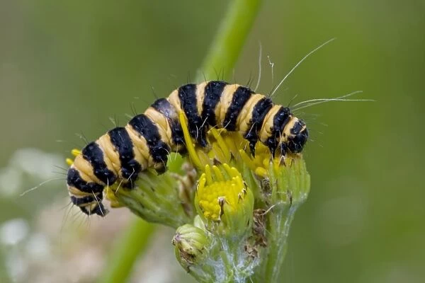 Cinnabar Moth Caterpillar - England - UK