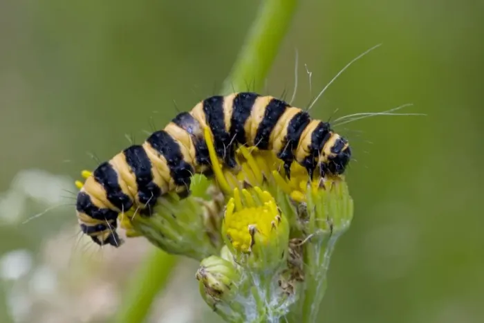 Framed Print : Cinnabar Moth Caterpillar - England - UK Framed Print : Cinnabar Moth Caterpillar - England - UK