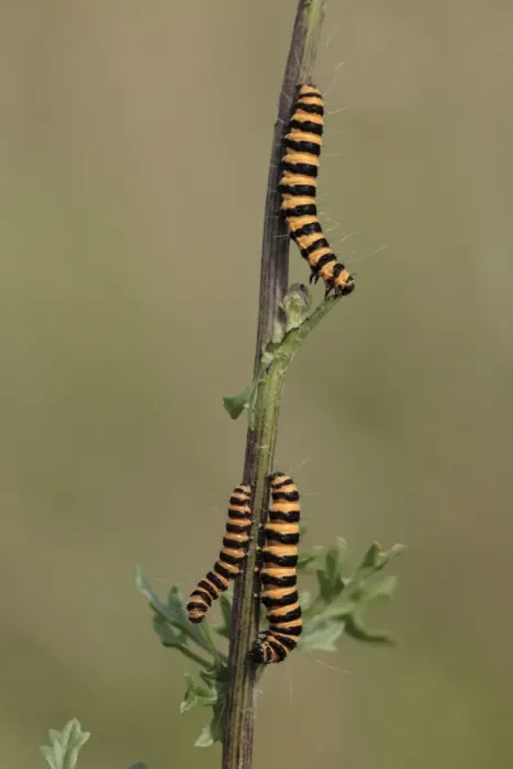 Framed Print : Cinnabar Moth - caterpillars feeding on foodplant Ragwort, Hessen, Germany Framed Print : Cinnabar Moth - caterpillars feeding on foodplant Ragwort, Hessen, Germany