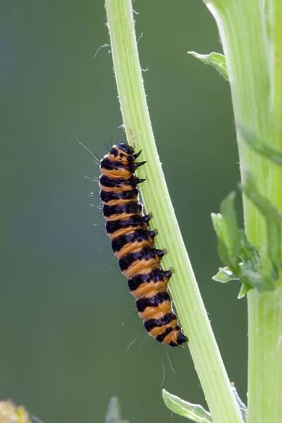 Cinnabar Moth Larva on a stem - UK