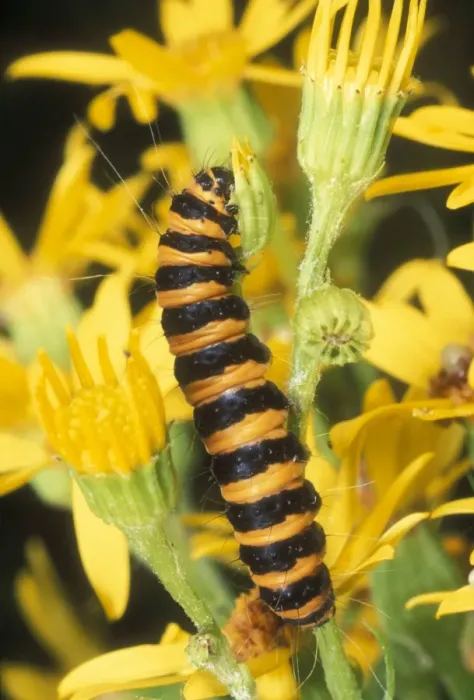 Framed Print : Cinnabar Moth Larva UK