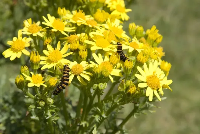 Framed Print : Cinnabar moth - two larvae feeding on Common Ragwort. Cornwall, England Framed Print : Cinnabar moth - two larvae feeding on Common Ragwort. Cornwall, England
