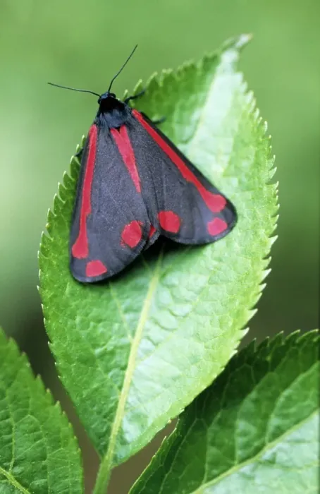 Framed Print : Cinnabar Moth - on leaf - Belgium Framed Print : Cinnabar Moth - on leaf - Belgium
