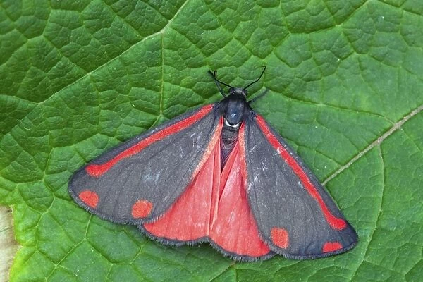 Cinnabar Moth on a Leaf - UK