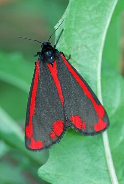 Cinnabar Moth - Whirinaki Forest Park