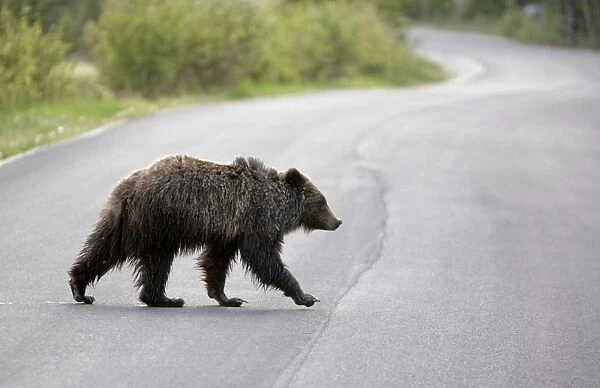Cinnamon  /  Black Bear - crossing road - Canadian Rocky Mountains - Alberta - Canada MA002193