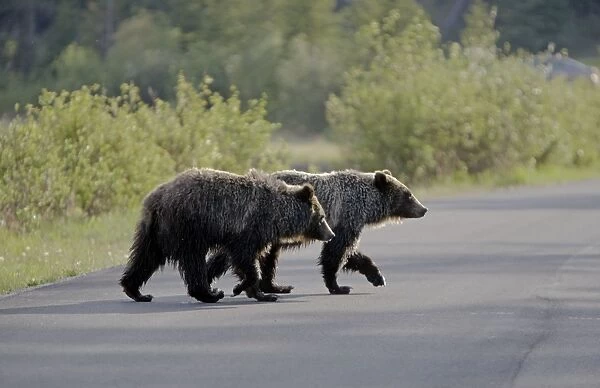 Cinnamon  /  Black Bear - crossing road - Canadian Rocky Mountains - Alberta - Canada MA002195