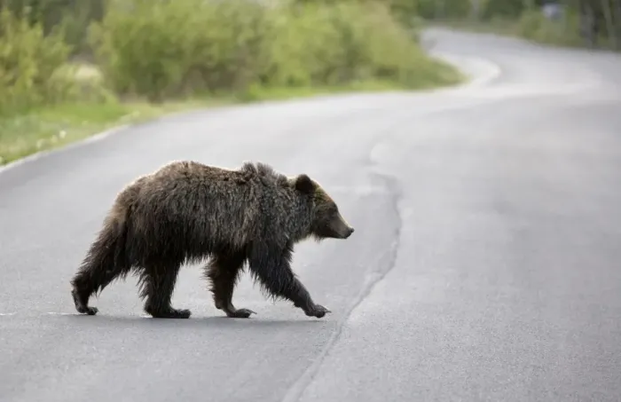 Framed Print : Cinnamon / Black Bear - crossing road - Canadian Rocky Mountains - Alberta - Canada MA002193 Framed Print : Cinnamon / Black Bear - crossing road - Canadian Rocky Mountains - Alberta - Canada MA002193
