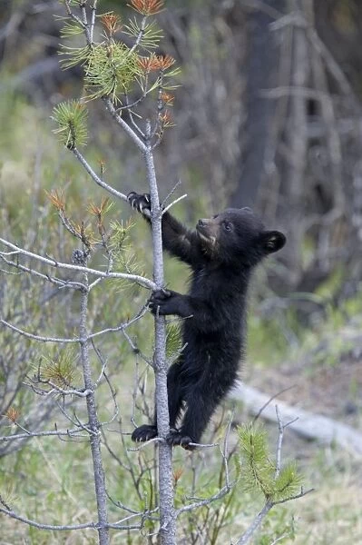 Cinnamon  /  Black Bear - cub climbing tree - Canadian Rocky Mountains Alberta, Canada MA002062