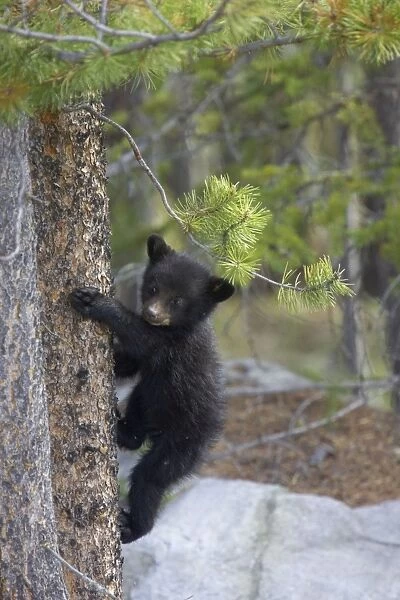 Cinnamon  /  Black Bear - cub climbing tree - Canadian Rocky Mountains - Alberta - Canada MA002079