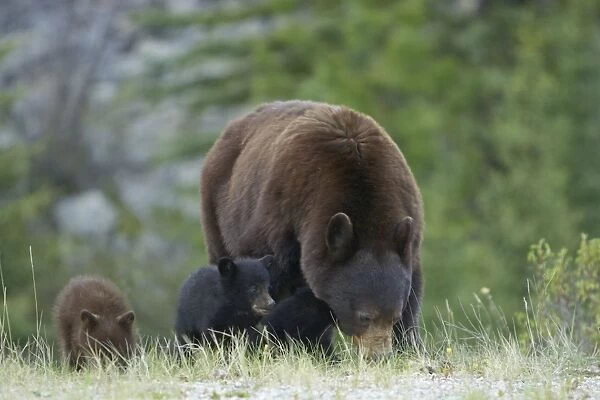Cinnamon  /  Black Bear - mother and cubs - Canadian Rocky Mountains - Alberta - Canada MA002093