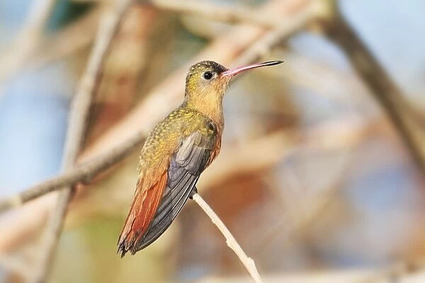Cinnamon Hummingbird. Nayarit Mexico in March