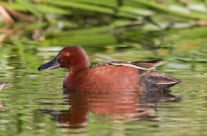 Framed Print : Cinnamon Teal - adult male - March - Southeast Arizona - USA Framed Print : Cinnamon Teal - adult male - March - Southeast Arizona - USA