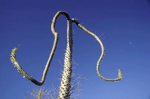 Cirio  /  Boojum (Fouquieriaceae Family) Central Desert, Baja California, Mexico (The white dot in the sky is the half-moon!)