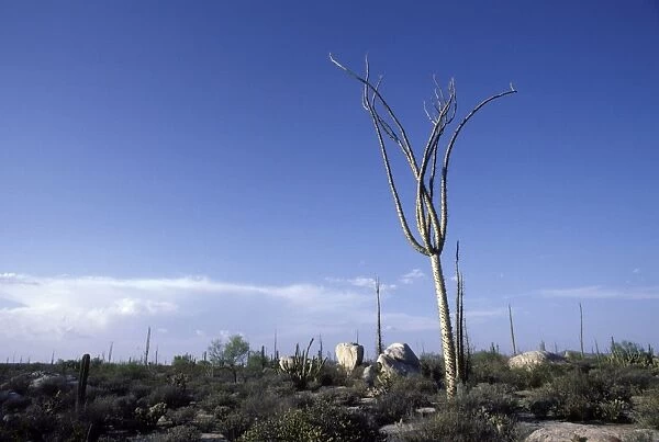 Cirio  /  Boojum (Fouquieriaceae Family) Central Desert, Baja California, Mexico