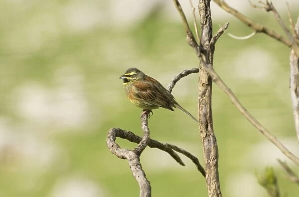 Cirl Bunting - adult male, February. Southern Spain