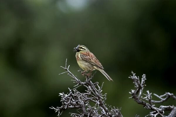 Cirl Bunting - Adult male with food for young May, Turkey