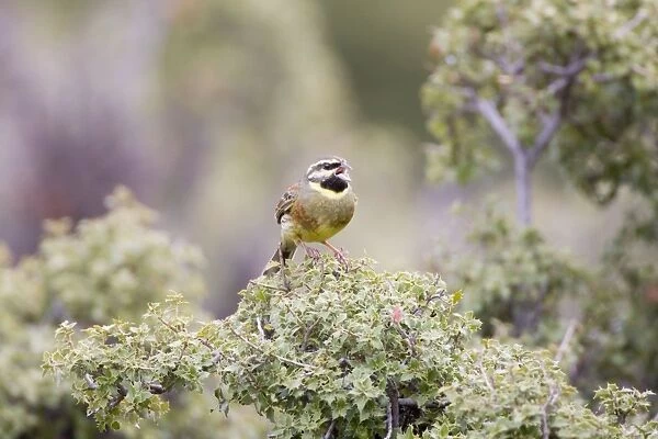 Cirl Bunting - adult male singing on territory - April