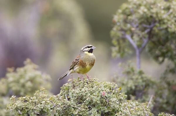Cirl Bunting - adult male on territory - April