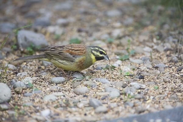 Cirl Bunting - feeding on seed fallen from an outdoor canary cage. In an urban garden in Richmond, Nelson, South Island, New Zealand