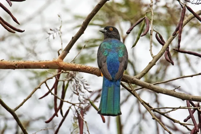 Framed Print : Citreoline Trogon, Endemic to Mexico. Nayarit in April Framed Print : Citreoline Trogon, Endemic to Mexico. Nayarit in April