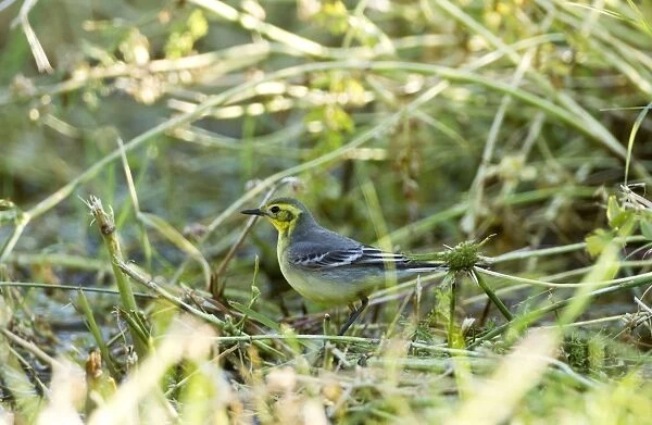 Citrine Wagtail - female - Southern Turkey - May
