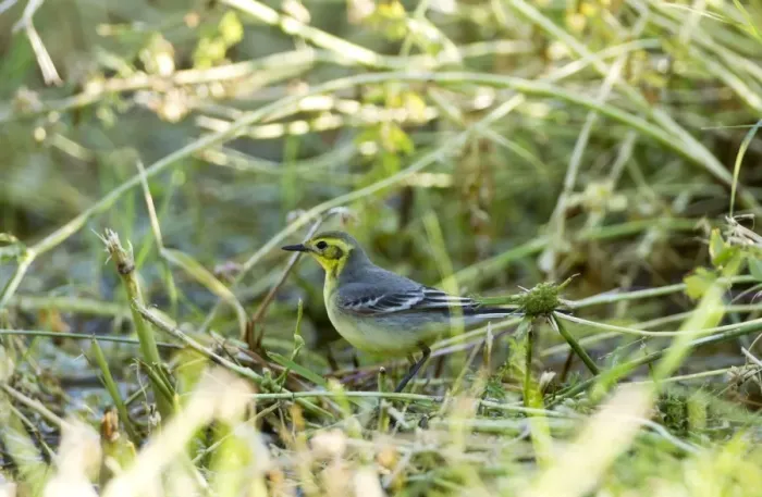 Framed Print : Citrine Wagtail - female - Southern Turkey - May Framed Print : Citrine Wagtail - female - Southern Turkey - May