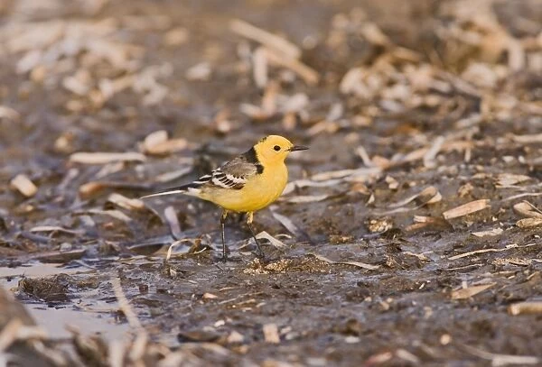 Citrine wagtail – male – feeding – on migration Cyprus 004256