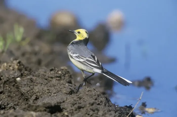 Framed Print : Citrine Wagtail - male in non-breeding plumage Framed Print : Citrine Wagtail - male in non-breeding plumage