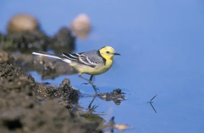 Framed Print : Citrine Wagtail - wading Framed Print : Citrine Wagtail - wading