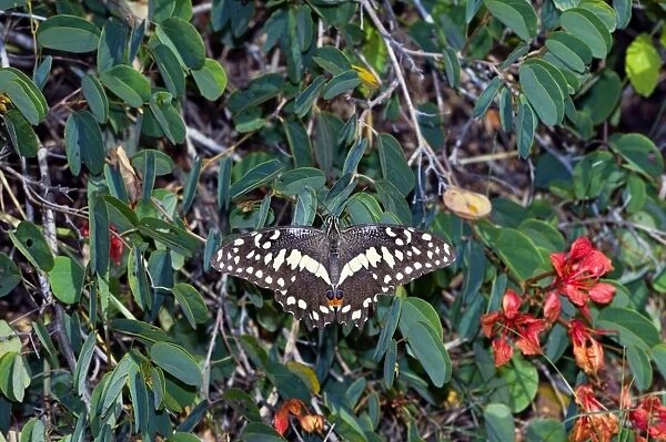 Citrus Swallowtail - adult at rest on Pride-of-the-Cape (Bauhinia galpinii) - Grahamstown, Eastern Cape, South Africa