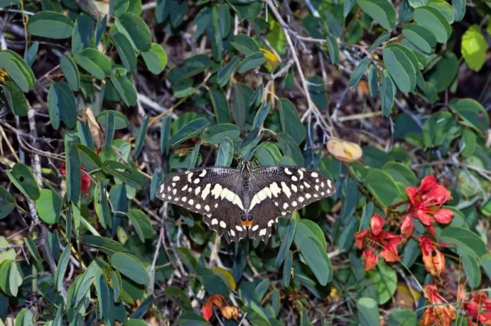 Framed Print : Citrus Swallowtail - adult at rest on Pride-of-the-Cape (Bauhinia galpinii) - Grahamstown, Eastern Cape, South Africa