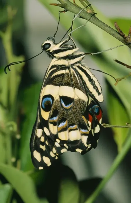 Framed Print : Citrus Swallowtail ASW 3819 Imago, expanding wings. © Alan weaving / ARDEA LONDON Framed Print : Citrus Swallowtail ASW 3819 Imago, expanding wings. © Alan weaving / ARDEA LONDON