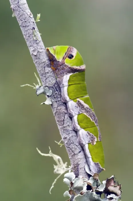 Framed Print : Citrus Swallowtail Butterfly - mature caterpillar - Grahamstown, Eastern Cape, South Africa Framed Print : Citrus Swallowtail Butterfly - mature caterpillar - Grahamstown, Eastern Cape, South Africa