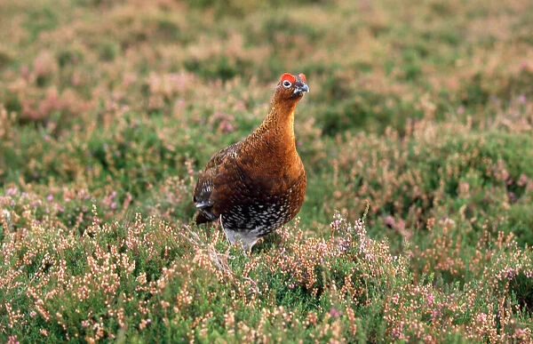 CK-1691 RED GROUSE - cock