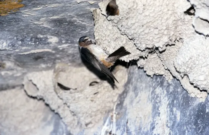 Framed Print : CK-2179. CK-2177. Cliff SWALLOW - at nest. Hirundo pyrrhonota. Chris Knights. Framed Print : CK-2179. CK-2177. Cliff SWALLOW - at nest. Hirundo pyrrhonota. Chris Knights.