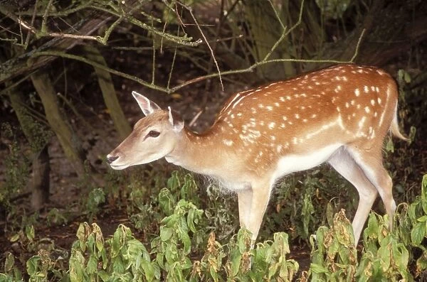 CK-4194. Fallow Deer. Juvenile