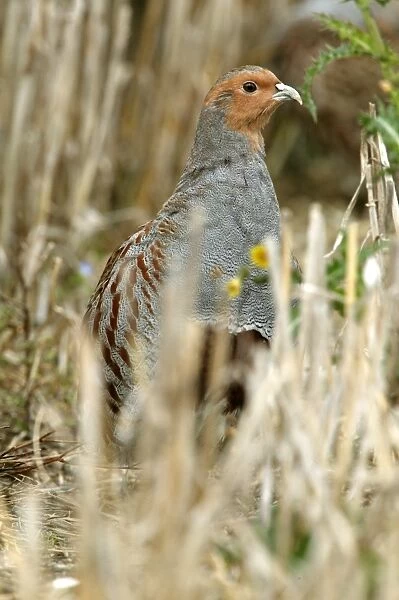 CK-4455. Grey Partridge - close up of male standing in Autumn stubble field