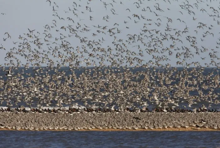 Framed Print : Knot. CK-4494. Knot. Calidris canutus. Chris Knights Framed Print : Knot. CK-4494. Knot. Calidris canutus. Chris Knights