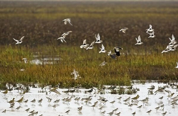 CK-4589. Grey Plover - flying over salt marsh Grey Plover showing black