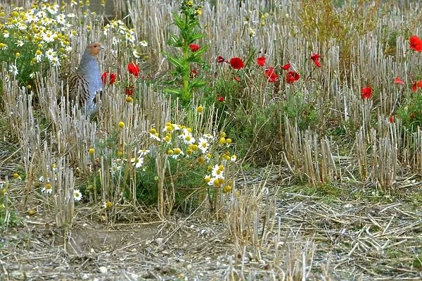 CK-4596. Grey Partridge - Male in winter stubble with poppy's and mayweed, October